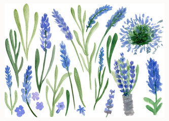 Watercolor drawing of lavender flowers and leaves