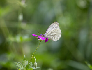 macro shooting insects on a summer day in natural conditions 