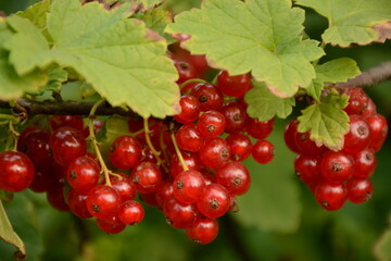 Beautiful red currant ripens on a branch in the garden