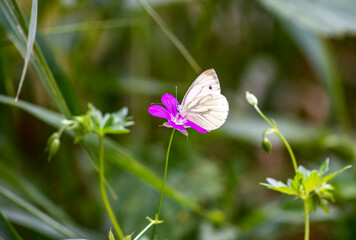 macro shooting insects on a summer day in natural conditions 