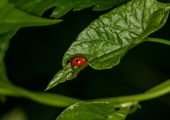 ladybug looking for nectar on a green leaf 