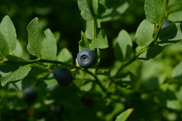Blackberry blueberries on a green bush