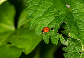 ladybug looking for nectar on a green leaf 