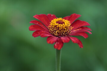 Red-yellow flower