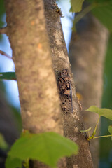 cigale dans un arbre