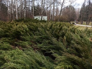 walking in the woods