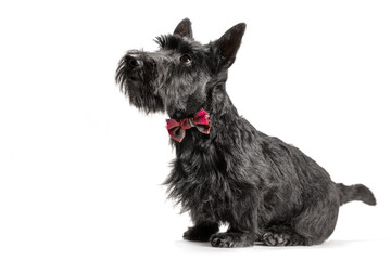 black scottish terrier puppy on a white background