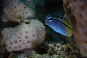 The Red Sea mimic blenny (Ecsenius gravieri). Underwaterworlld coral reef near Makadi Bay, Egypt