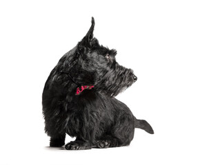 black scottish terrier puppy on a white background