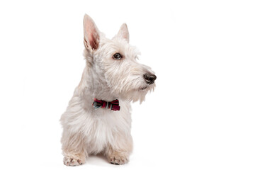 white scottish terrier puppy on a light background