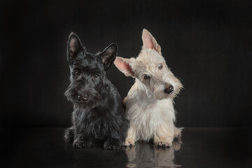 pair of black and white scottish terrier puppies on dark background