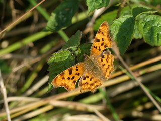 Polygonia c-album