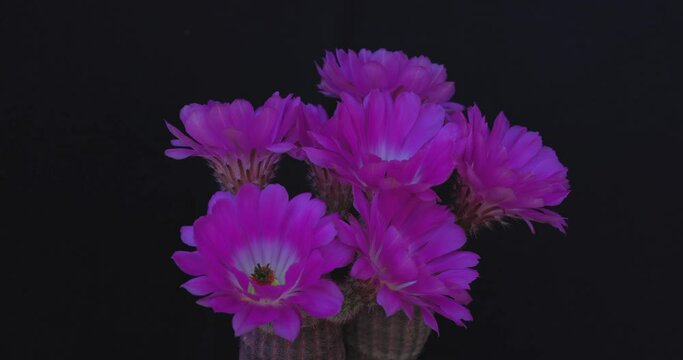 flowering cactus rotates on a black background.4k 