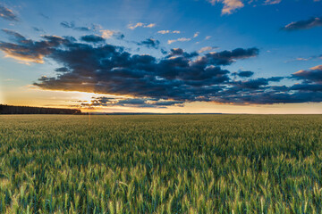 summer sunset in the field