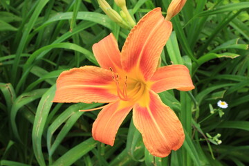 Fototapeta premium Bright orange lilies bloom on a summer day in the garden