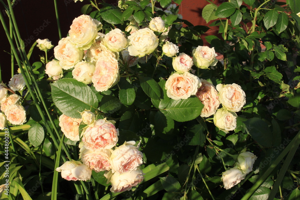 Wall mural Delicate colorful roses bloom on a summer sunny day  in the garden