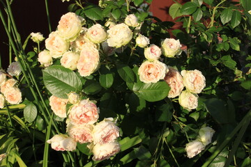 Delicate colorful roses bloom on a summer sunny day  in the garden