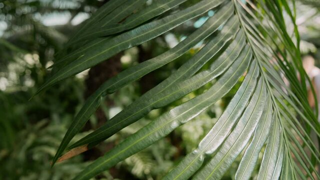Tropical palm leaf close up in the botanical garden. Summer background video