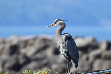 Heron