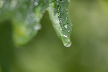 Large drops of dew on forest plants, close-up.