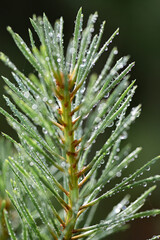 Large drops of dew on forest plants, close-up.