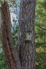 The bird house in the pine.