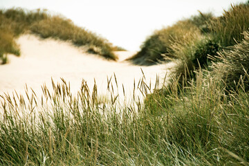Summer in the sand dunes and at the North Sea in Denmark. Sea, Nordic light, grass, straw and sandunes.