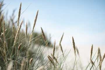 Summer in the sand dunes and at the North Sea in Denmark. Sea, Nordic light, grass, straw and sandunes.