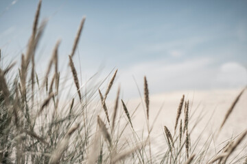 Summer in the sand dunes and at the North Sea in Denmark. Sea, Nordic light, grass, straw and sandunes.