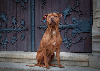 A friendly, loyal and protective Red nose Pitbull in sitting pose. Full body portrait of the great family intelligent, active dog. 
