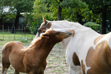 Paint horses shows mare mom with foal scratching each other.