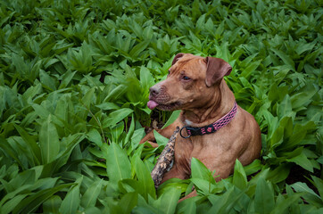A friendly, loyal and protective Red nose Pitbull lying in the grass. Full body portrait of the great family intelligent, active dog. Funny portrait of the dog. 