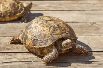 Small turtle crawls on the wooden floor