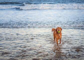 Golden retriever running and playing in the sea with the yellow tennis ball. A cold winter day at Blyth beach, England. Animal portrait of dog with the waves in the background.