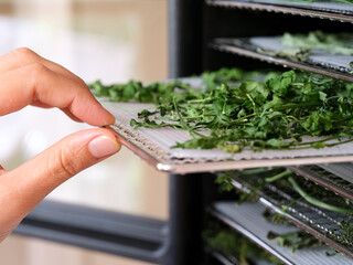 A woman pulling a tray with parsley out of a food dehydrator machine