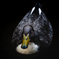 Front Blue Swedish Duck close up portrait. Black background.