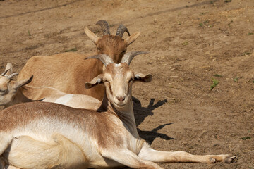 Two goats smile at the camera