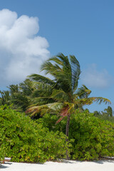 coconut palms on the shore of the maldives island