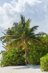 coconut palms on the shore of the maldives island