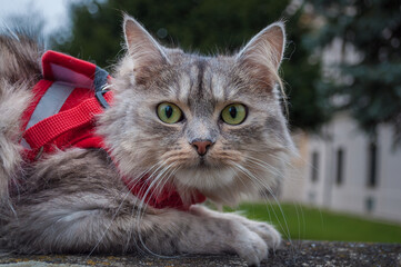 A close up portrait of the Siberian cat sitting on the stone railing.  Cat adjustable red harness and leash set for safe walking, jogging and any other outdoor adventure.