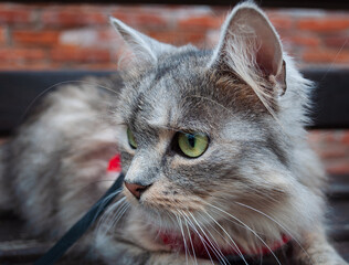 A close up portrait of the Siberian cat sitting on the bench wearing adjustable red harness and leash set for safe walking, jogging and any other outdoor adventure. Selective focus.