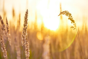 Yellow-green tall grass in a field against the setting sun