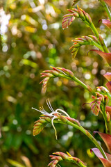 Alcantarea imperialis pertenece a la familia Bromeliaceae