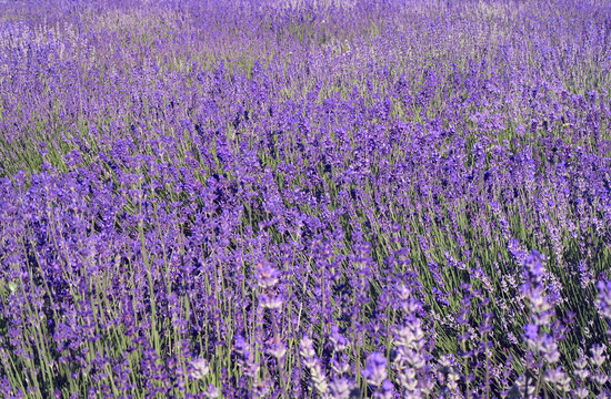 The image shows a very beautiful view of a rich lavender field. Natural and herbal landscape. Color lavender field. Flowering bushes on a lavender plantation. City Park. Kyiv, Ukraine,