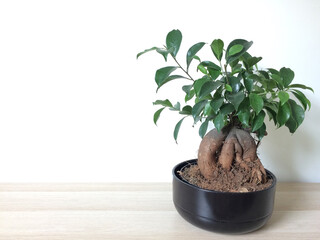 Potted Bonsai