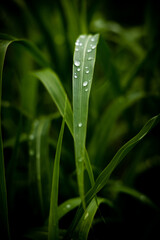 grass with dew drops