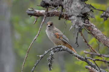 Naklejka premium Siberian Jay in Fulufjället nationalpark Zweden.