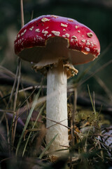 fly agaric, beautiful and poisonous mushroom