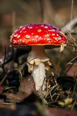 fly agaric, beautiful and poisonous mushroom