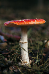 fly agaric, beautiful and poisonous mushroom